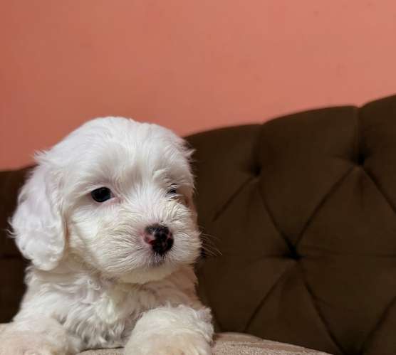 Hermoso macho maltipoo con su tarjeta de vacuna - Imagen 4