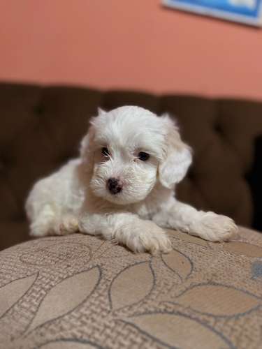 Hermoso macho maltipoo con su tarjeta de vacuna - Imagen 5