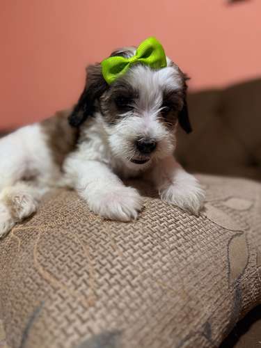 Hermosa hembra maltipoo con su tarjeta de vacuna - Imagen 5