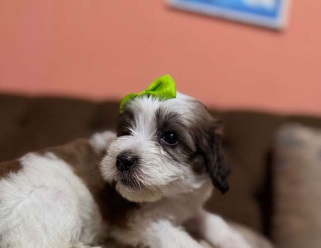 Hermosa hembra maltipoo con su tarjeta de vacuna - Imagen 8