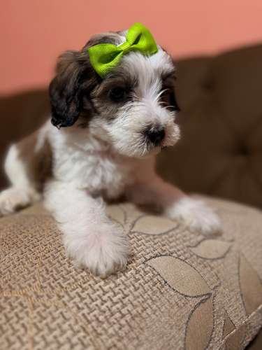 Hermosa hembra maltipoo con su tarjeta de vacuna - Imagen 3