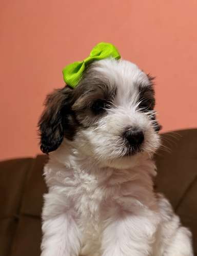 Hermosa hembra maltipoo con su tarjeta de vacuna - Imagen 7