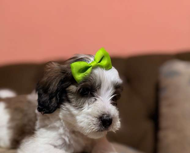 Hermosa hembra maltipoo con su tarjeta de vacuna - Imagen 6