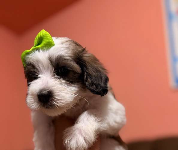 Hermosa hembra maltipoo con su tarjeta de vacuna - Imagen 2