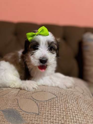 Hermosa hembra maltipoo con su tarjeta de vacuna