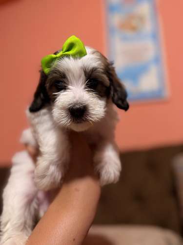 Hermosa hembra maltipoo con su tarjeta de vacuna - Imagen 4