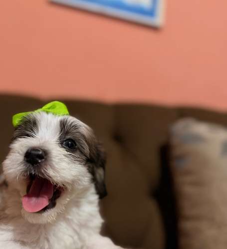 Hermosa hembra maltipoo con su tarjeta de vacuna - Imagen 10