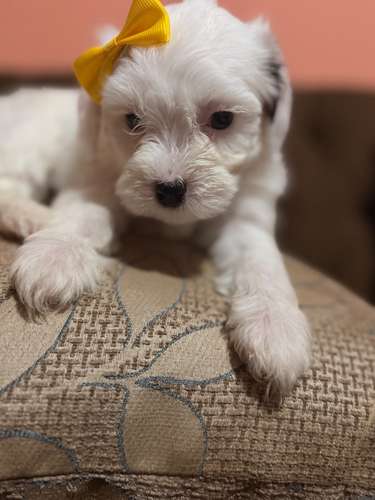 Hermosa hembra maltipoo con su tarjeta de vacuna - Imagen 6