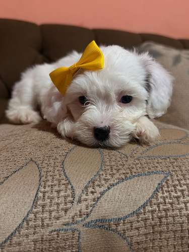 Hermosa hembra maltipoo con su tarjeta de vacuna - Imagen 8