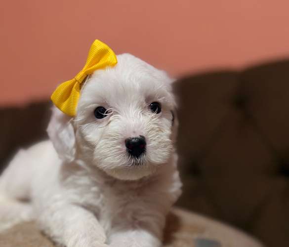 Hermosa hembra maltipoo con su tarjeta de vacuna - Imagen 4