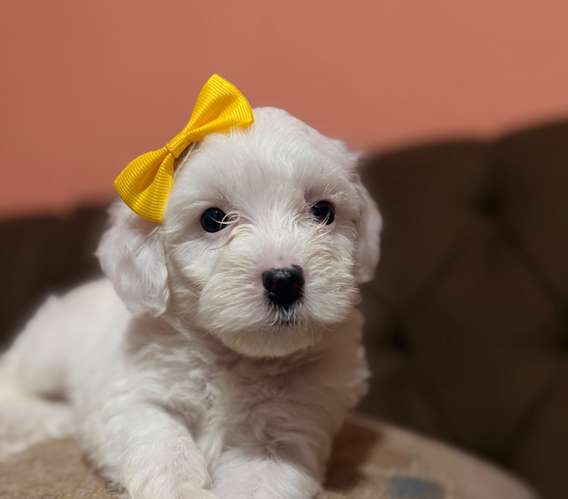 Hermosa hembra maltipoo con su tarjeta de vacuna - Imagen 3