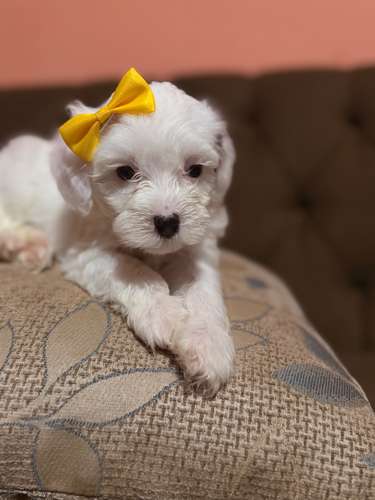 Hermosa hembra maltipoo con su tarjeta de vacuna