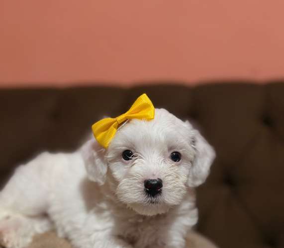 Hermosa hembra maltipoo con su tarjeta de vacuna - Imagen 7