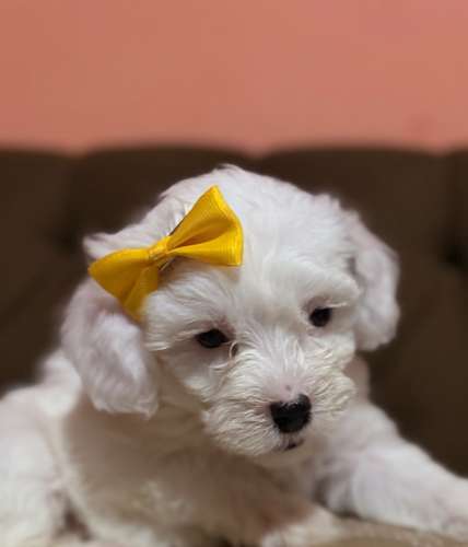 Hermosa hembra maltipoo con su tarjeta de vacuna - Imagen 9