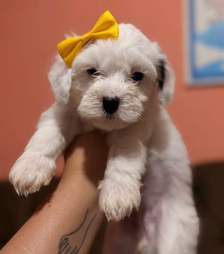 Hermosa hembra maltipoo con su tarjeta de vacuna - Imagen 5