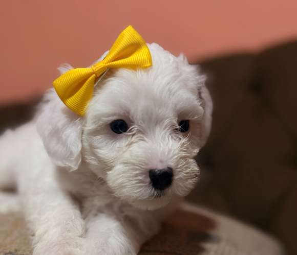 Hermosa hembra maltipoo con su tarjeta de vacuna - Imagen 2