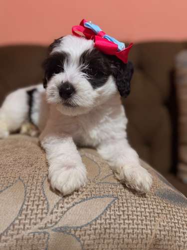 Hermosa hembra maltipoo con su tarjeta de vacuna - Imagen 2