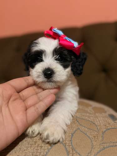 Hermosa hembra maltipoo con su tarjeta de vacuna - Imagen 11