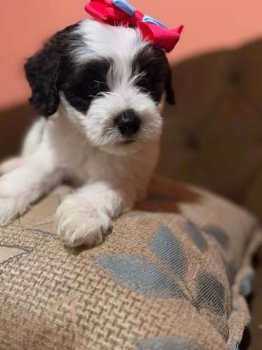 Hermosa hembra maltipoo con su tarjeta de vacuna - Imagen 13