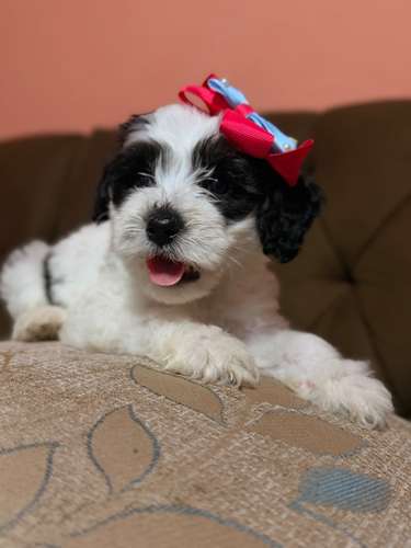 Hermosa hembra maltipoo con su tarjeta de vacuna - Imagen 6