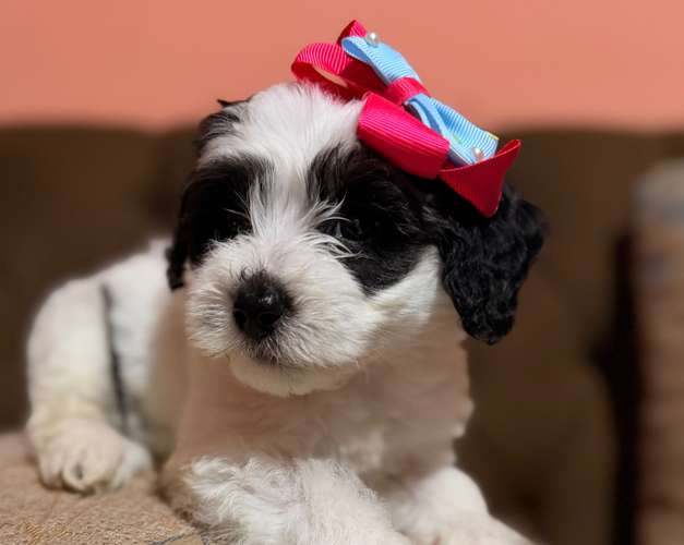Hermosa hembra maltipoo con su tarjeta de vacuna - Imagen 7