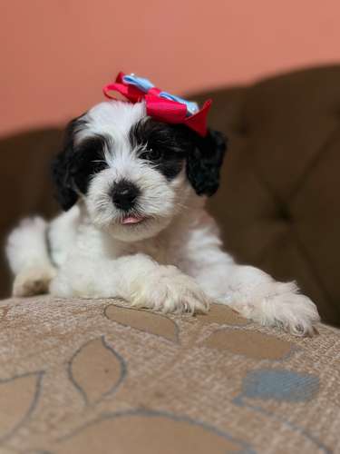 Hermosa hembra maltipoo con su tarjeta de vacuna - Imagen 4