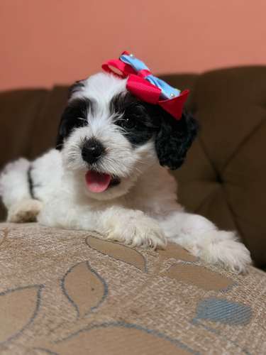 Hermosa hembra maltipoo con su tarjeta de vacuna - Imagen 9