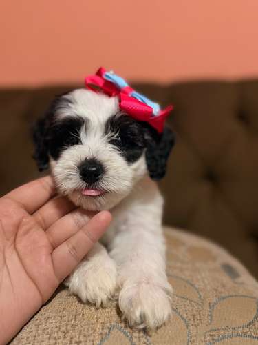 Hermosa hembra maltipoo con su tarjeta de vacuna - Imagen 10
