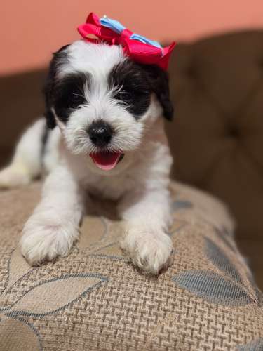 Hermosa hembra maltipoo con su tarjeta de vacuna - Imagen 12