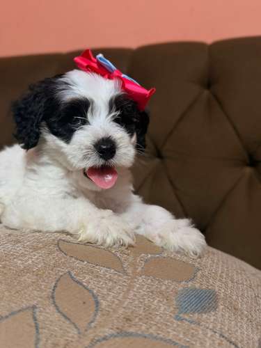 Hermosa hembra maltipoo con su tarjeta de vacuna - Imagen 8