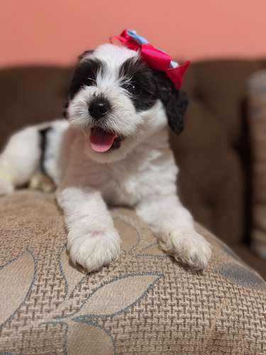 Hermosa hembra maltipoo con su tarjeta de vacuna