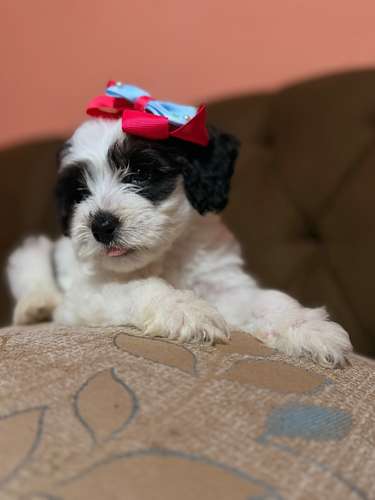 Hermosa hembra maltipoo con su tarjeta de vacuna - Imagen 3