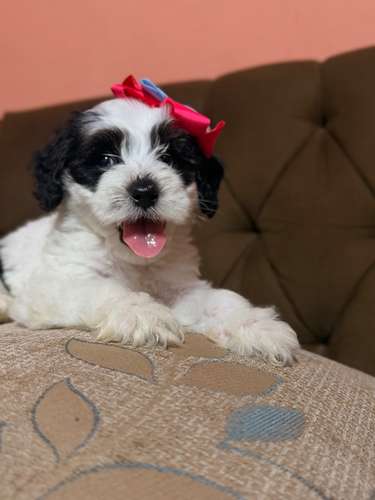 Hermosa hembra maltipoo con su tarjeta de vacuna - Imagen 5