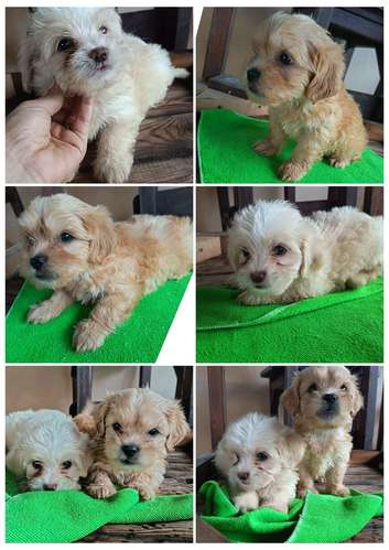 Hermosos maltipoo mini