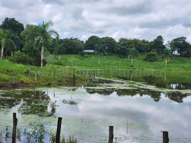 Venta de Terreno en Chorrera – Hacienda - Imagen 14