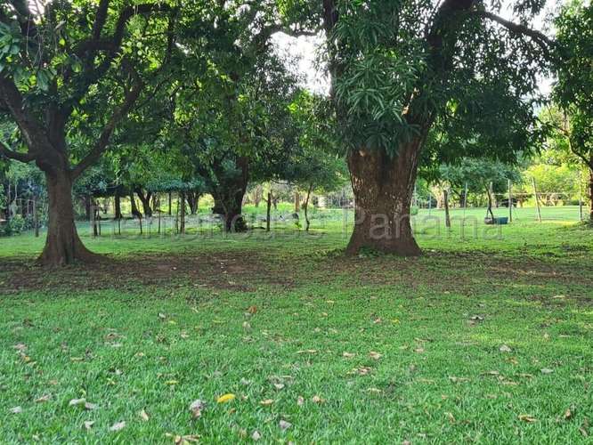 Venta de Terreno en Capira – Terreno - Imagen 12