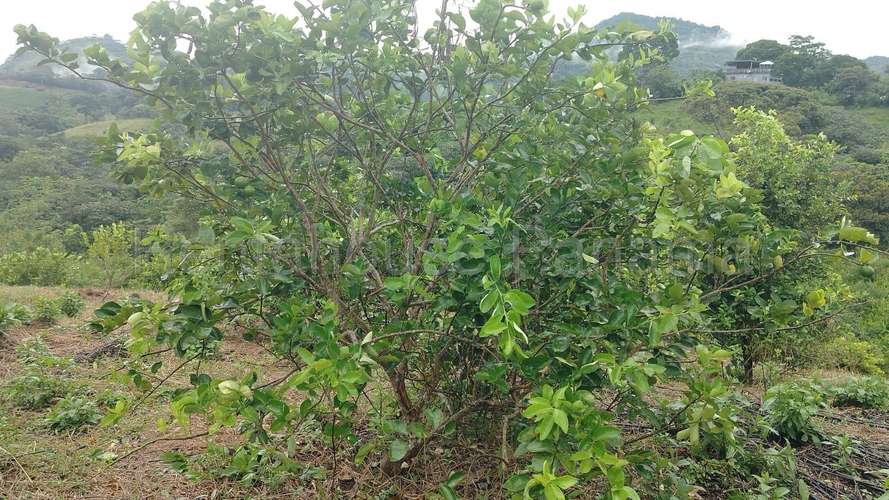 Venta de Terreno en Cermeno – Terreno en Capira - Imagen 12