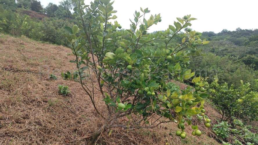 Venta de Terreno en Cermeno – Terreno en Capira - Imagen 11