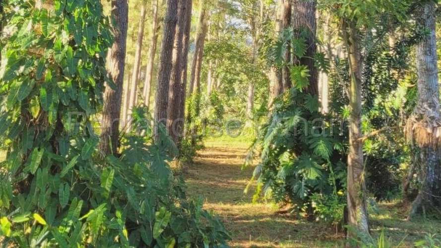 Venta de Terreno en Cermeno – Terreno en Capira - Imagen 16
