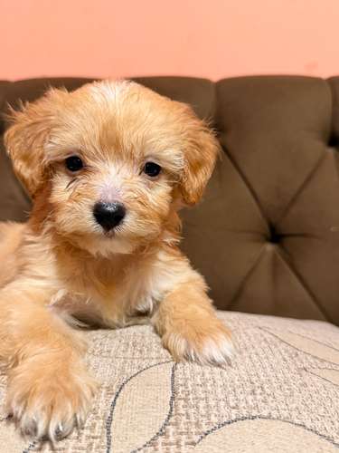 Hermoso macho maltipoo toy apricot con su tarjeta de vacuna - Imagen 3
