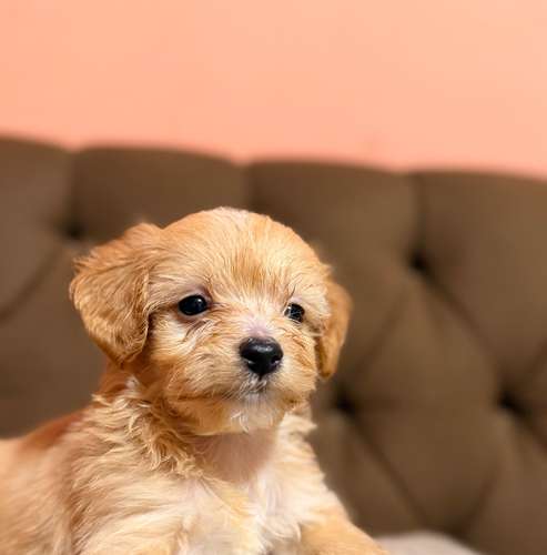 Hermoso macho maltipoo toy apricot con su tarjeta de vacuna - Imagen 4
