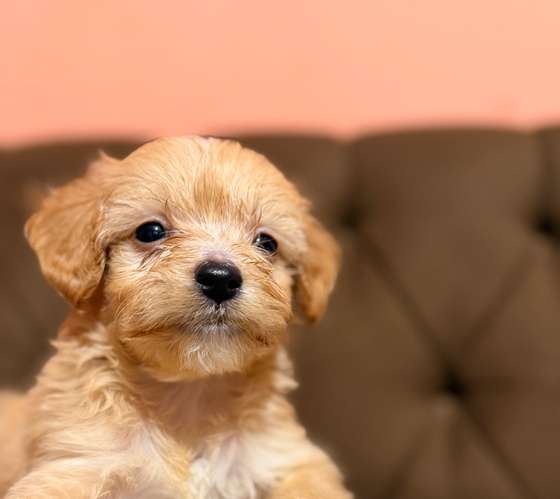 Hermoso macho maltipoo toy apricot con su tarjeta de vacuna - Imagen 5