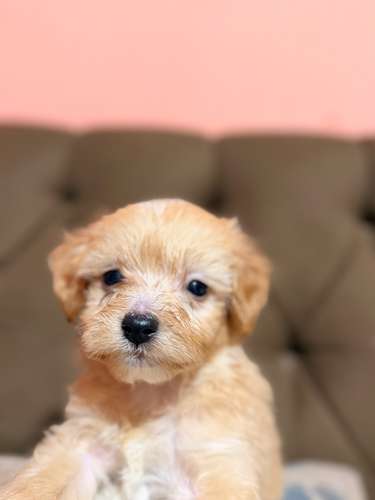 Hermoso macho maltipoo toy apricot con su tarjeta de vacuna - Imagen 7