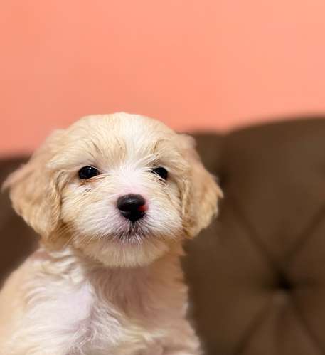 Hermoso macho maltipoo toy con su tarjeta de vacuna - Imagen 4