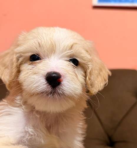 Hermoso macho maltipoo toy con su tarjeta de vacuna - Imagen 3