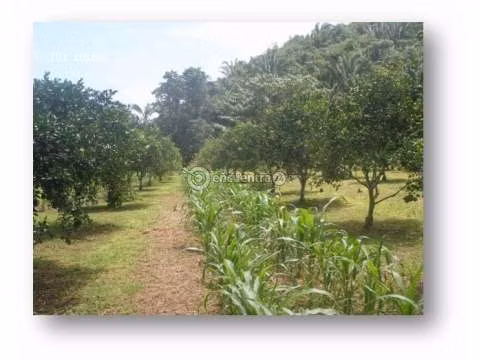 Finca en Penonomé, Coclé, 11 hectáreas