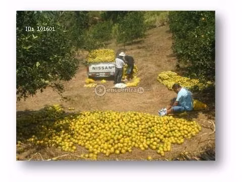 Finca en Penonomé, Coclé, 11 hectáreas