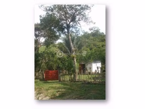 Finca en Penonomé, Coclé, 11 hectáreas