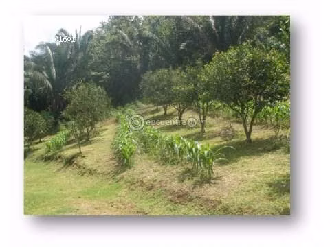 Finca en Penonomé, Coclé, 11 hectáreas