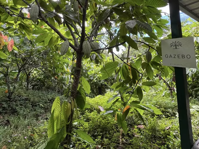 Bo. Anones, Finca en Las Marias